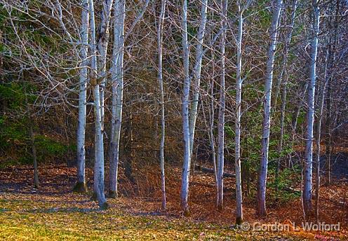 Birch Copse_47860.jpg - Photographed near Ottawa, Ontario - the Capital of Canada.